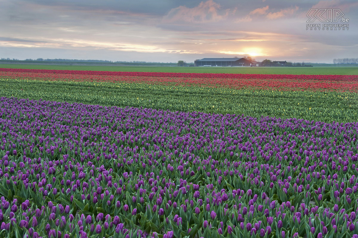 Flowering tulip fields in Zeeland In spring a lot of tulip fields are flowering in Zeeland (The Netherlands). I went there and on an early morning I started photographing these magnificent display of colours. Stefan Cruysberghs
